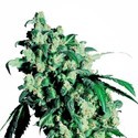Super Skunk (Sensi Seeds) Feminisoidut siemenet