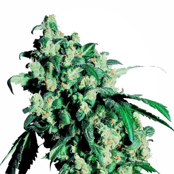 Super Skunk (Sensi Seeds) Feminisoidut siemenet
