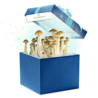 Fresh Mushrooms kasvatussarjat (Zamnesian valinta) 1200 ml