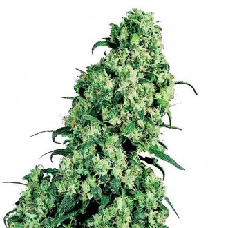 Skunk 1 (Sensi Seeds) Feminisoidut