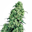 Skunk 1 (Sensi Seeds) Feminisoidut