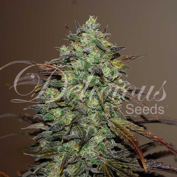 Eleven Roses (Delicious Seeds) Feminisoidut