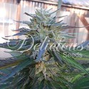 Eleven Roses (Delicious Seeds) Feminisoidut