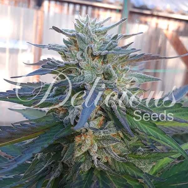 Eleven Roses (Delicious Seeds) Feminisoidut