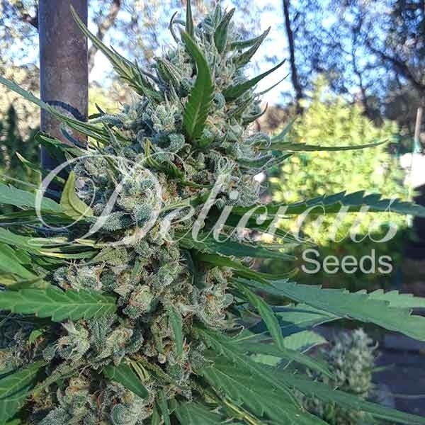 Eleven Roses (Delicious Seeds) Feminisoidut
