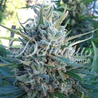 Eleven Roses (Delicious Seeds) Feminisoidut