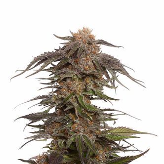 Blue Magic (Amsterdam Genetics) Feminisoidut