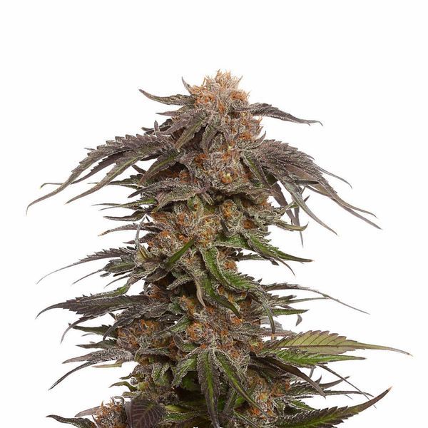 Blue Magic (Amsterdam Genetics) Feminisoidut