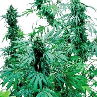 Early Skunk (Sensi Seeds) feminisoidut