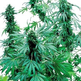 Early Skunk (Sensi Seeds) Feminisoidut