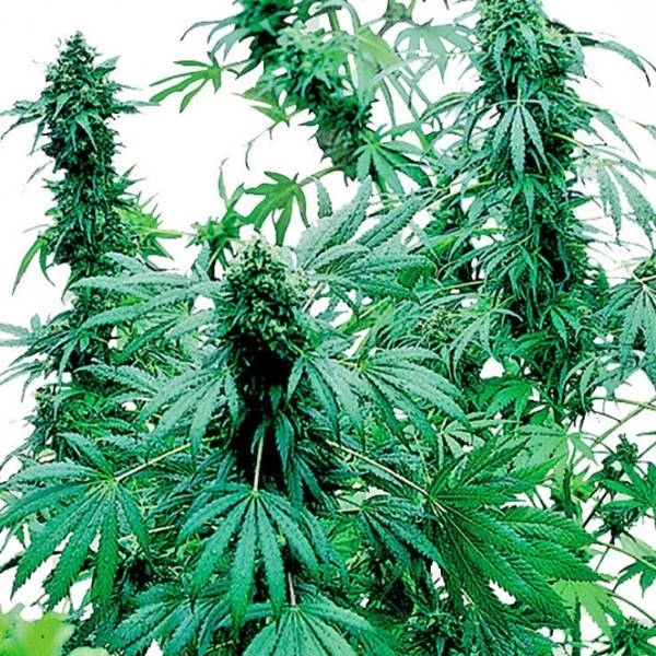 Early Skunk (Sensi Seeds) Feminisoidut