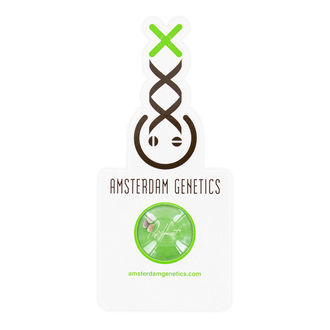 AK-020 Autoflower (Amsterdam Genetics) Feminisoidut
