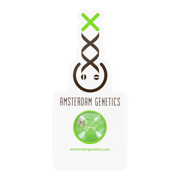 AK-020 Autoflower (Amsterdam Genetics) Feminisoidut
