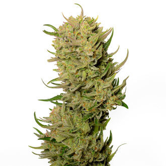 AK-020 Autoflower (Amsterdam Genetics) Feminisoidut