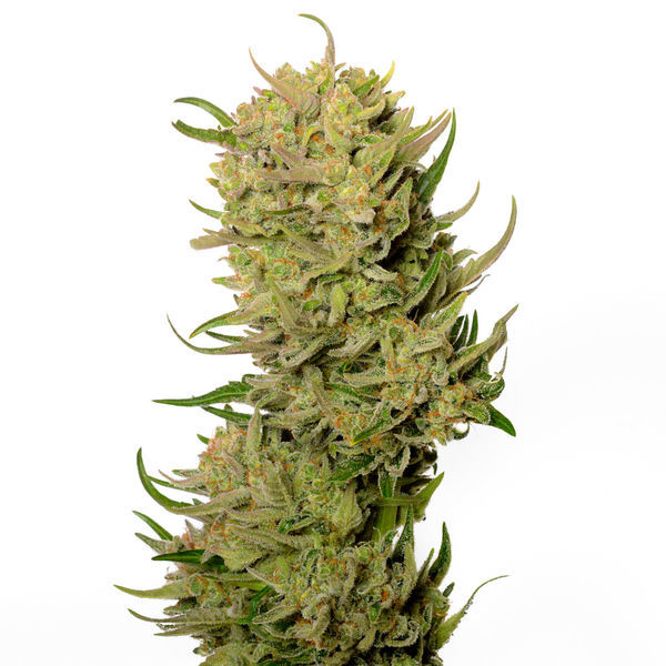 AK-020 Autoflower (Amsterdam Genetics) Feminisoidut