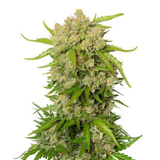 Blue Amnesia Autoflower (Amsterdam Genetics) Feminisoidut