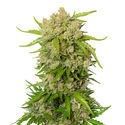 Blue Amnesia Autoflower (Amsterdam Genetics) Feminisoidut