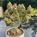 White Choco Autoflower (Amsterdam Genetics) Feminisoidut