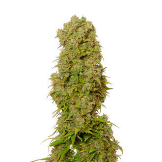 White Choco Autoflower (Amsterdam Genetics) Feminisoidut