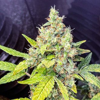 Milkshake Kush Autoflower (Amsterdam Genetics) Feminisoidut