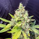 Milkshake Kush Autoflower (Amsterdam Genetics) Feminisoidut