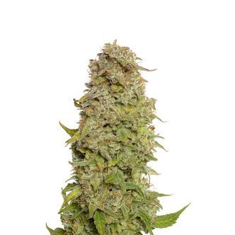 Milkshake Kush Autoflower (Amsterdam Genetics) feminisoidut