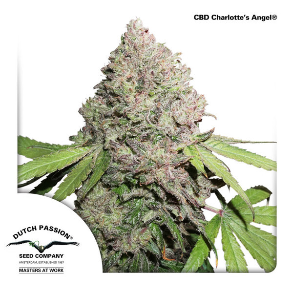 CBD Charlotte’s Angel (Dutch Passion) Feminisoidut
