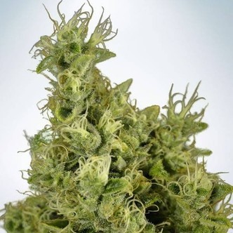 Mandarin Haze (Ministry of Cannabis) feminisoidut kannabiksen siemenet