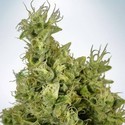 Mandarin Haze (Ministry Of Cannabis) Feminisoidut