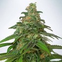 Auto Mandarin Haze (Ministry Of Cannabis) Feminisoidut