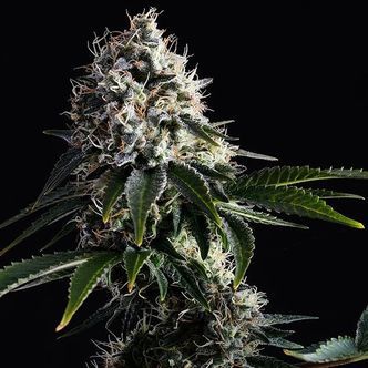 Swiss Dream CBD (Kannabia) Feminisoidut