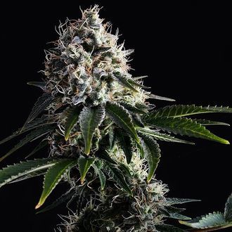 Swiss Dream CBD (Kannabia) Feminisoidut