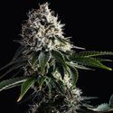Swiss Dream CBD (Kannabia) Feminisoidut