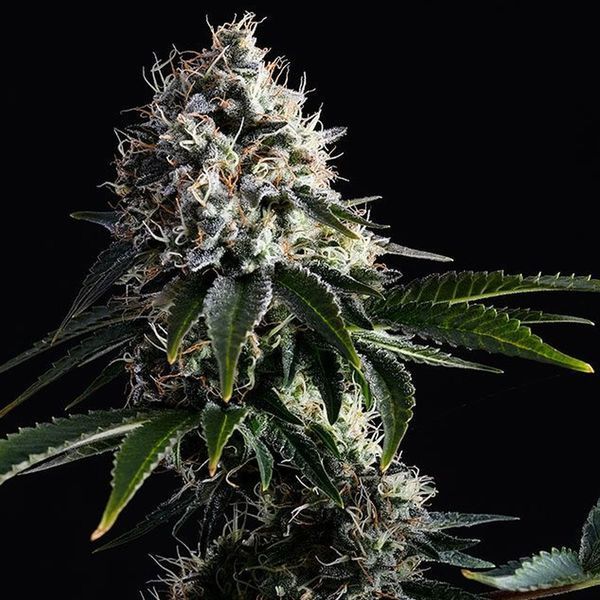 Swiss Dream CBD (Kannabia) Feminisoidut