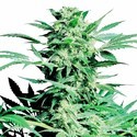Shiva Skunk (Sensi Seeds) Feminisoidut