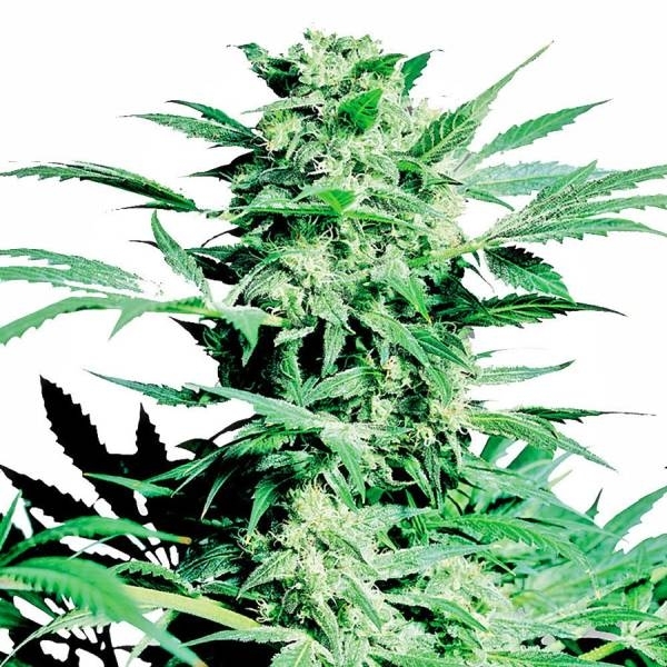 Shiva Skunk (Sensi Seeds) Feminisoidut
