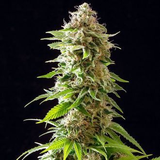 Cookies Haze (Kannabia) Feminisoidut