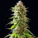 Cookies Haze (Kannabia) Feminisoidut