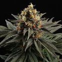Sativa Dream (Kannabia) Feminisoidut