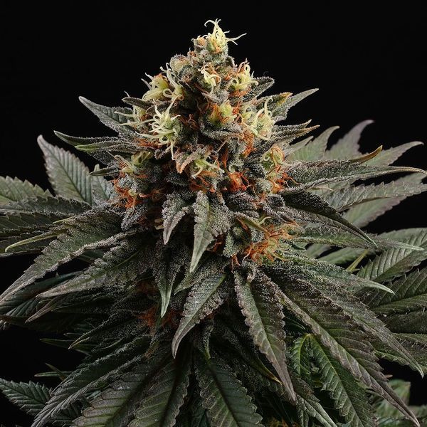Sativa Dream (Kannabia) Feminisoidut