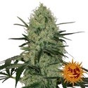 Tangerine Dream Auto (Barney's Farm) Feminisointi