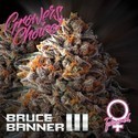 Bruce Banner III (Growers Choice) Feminisoidut