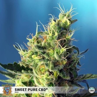 Sweet Pure CBD (Sweet Seeds) feminisoidut
