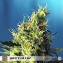 Sweet Pure CBD (Sweet Seeds) Feminisoidut