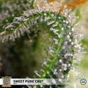 Sweet Pure CBD (Sweet Seeds) Feminisoidut