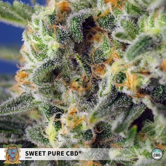 Sweet Pure CBD (Sweet Seeds) Feminisoidut