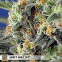 Sweet Pure CBD (Sweet Seeds) Feminisoidut