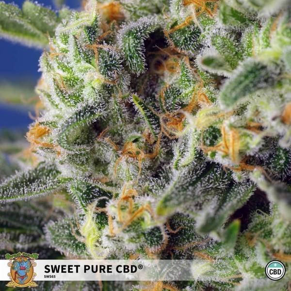 Sweet Pure CBD (Sweet Seeds) Feminisoidut