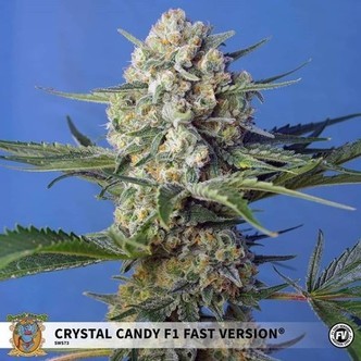 Crystal Candy F1 Fast Version (Sweet Seeds) feminisoidut