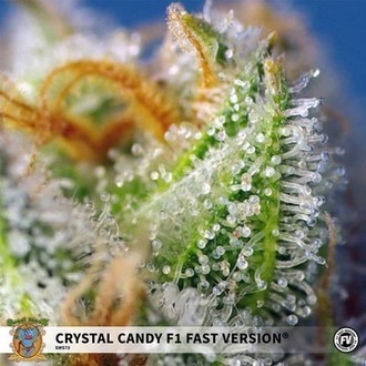 Crystal Candy F1 Fast Version (Sweet Seeds) Feminisoidut